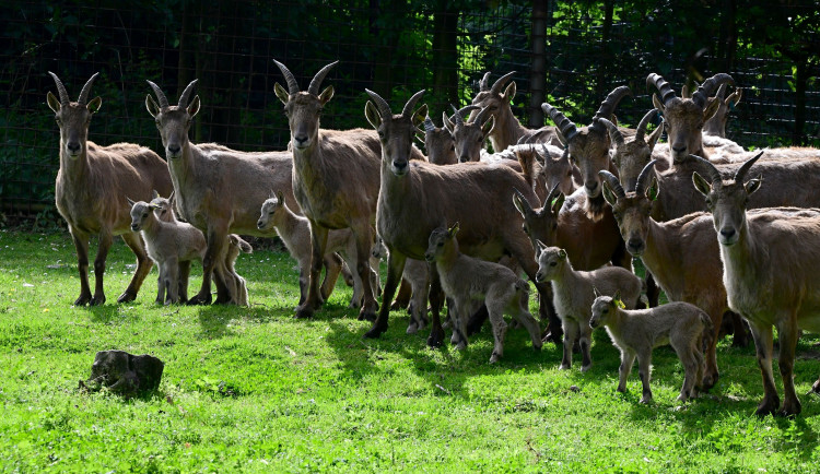 Plodné týdny v olomoucké zoo. Nová mláďata přispívají k záchraně druhů