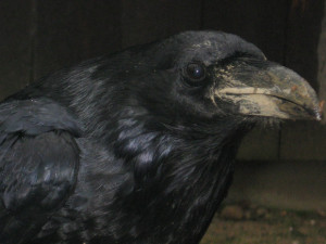 Záchranná stanice v Bartošovicích praská ve švech. Ošetřovatelé se od rána do večera nezastaví, měsíčně přijmou stovky zvířat