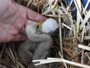 Záchranná stanice v Bartošovicích praská ve švech. Ošetřovatelé se od rána do večera nezastaví, měsíčně přijmou stovky zvířat