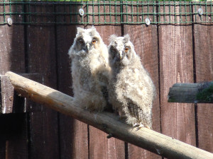 Záchranná stanice v Bartošovicích praská ve švech. Ošetřovatelé se od rána do večera nezastaví, měsíčně přijmou stovky zvířat