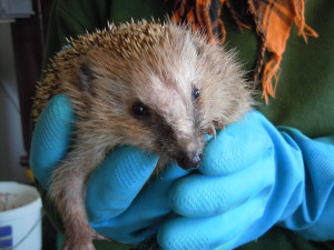 Záchranná stanice v Bartošovicích praská ve švech. Ošetřovatelé se od rána do večera nezastaví, měsíčně přijmou stovky zvířat