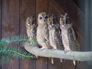 Záchranná stanice v Bartošovicích praská ve švech. Ošetřovatelé se od rána do večera nezastaví, měsíčně přijmou stovky zvířat