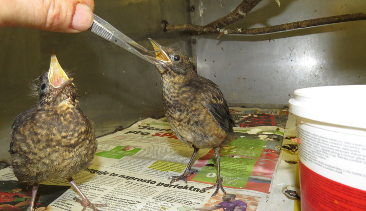 Záchranná stanice v Bartošovicích praská ve švech. Ošetřovatelé se od rána do večera nezastaví, měsíčně přijmou stovky zvířat