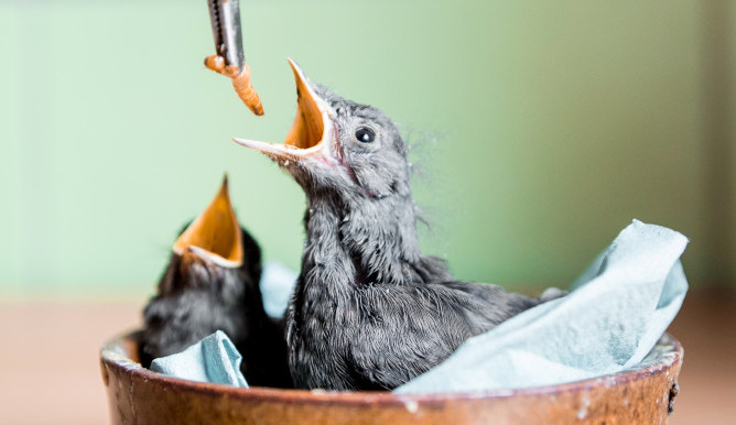 V záchranných stanicích končí zvířata zraněná při sečení. Nebezpečím jsou i robotické sekačky, varují ochránci.