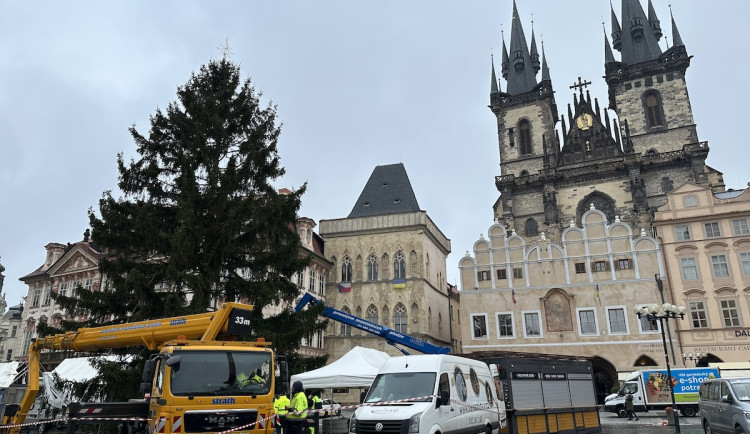 Nejen Jihlava, ale i Praha už hledá vánoční strom. Může být odkudkoliv, za nejlepší tip nabízí deset tisíc