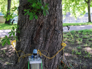 Ostrava dala ošetřit další kaštany proti klíněnce jírovcové. Listožravého škůdce hubí od roku 2017