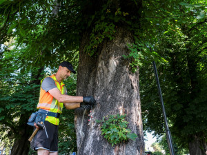 Ostrava dala ošetřit další kaštany proti klíněnce jírovcové. Listožravého škůdce hubí od roku 2017