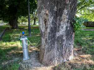 Ostrava dala ošetřit další kaštany proti klíněnce jírovcové. Listožravého škůdce hubí od roku 2017