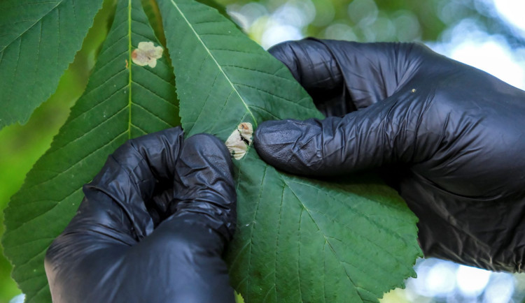 Ostrava dala ošetřit další kaštany proti klíněnce jírovcové. Listožravého škůdce hubí od roku 2017