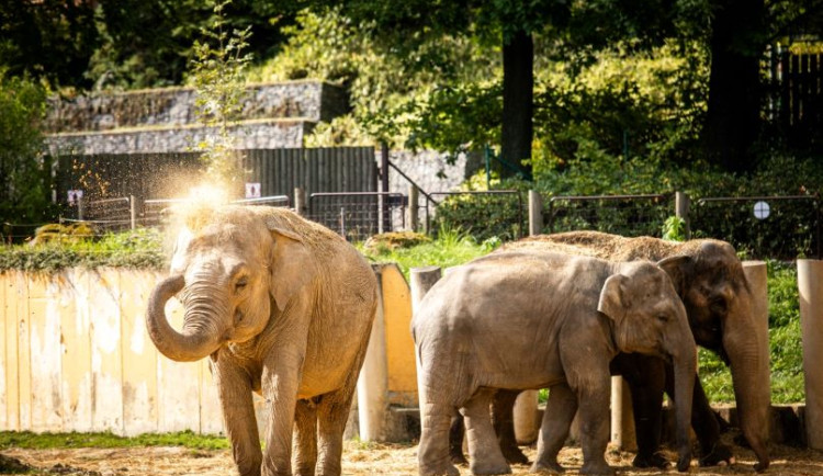 Zoo Ostrava zvýší částku na ochranu přírody. Z každého vstupu do záchranných projektů investuje pět korun
