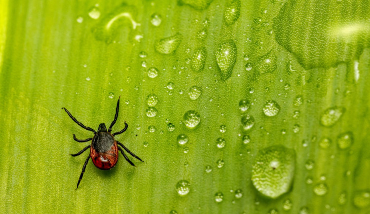 Klíšťata mají pré. Česká republika má nejvíce případů encefalitidy v Evropě.