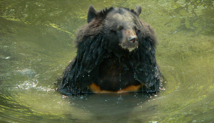 Ostravská zoo musela ze zdravotních důvodů dát utratit medvědici.