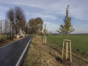 Za zelenější kraj. Moravskoslezské hejtmanství přispěje obcím na výsadbu stromů a další zeleně