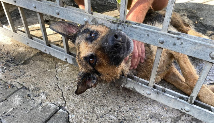 Pes v Ostravě uvízl hlavou v bráně a nemohl ven. Hasiči zvíře vyprostili pomocí nůžek