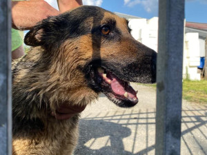 Pes v Ostravě uvízl hlavou v bráně a nemohl ven. Hasiči zvíře vyprostili pomocí nůžek