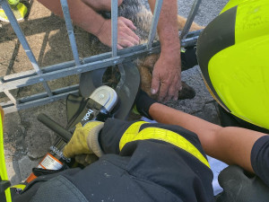 Pes v Ostravě uvízl hlavou v bráně a nemohl ven. Hasiči zvíře vyprostili pomocí nůžek