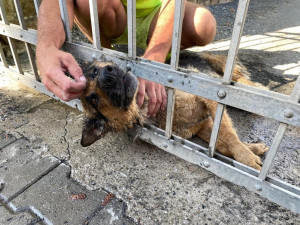 Pes v Ostravě uvízl hlavou v bráně a nemohl ven. Hasiči zvíře vyprostili pomocí nůžek