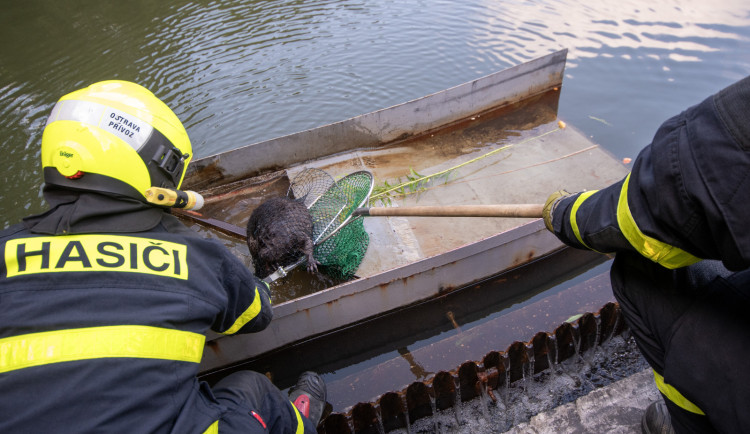 FOTO, VIDEO: Hasiči zachraňovali bobra z nádrže čističky odpadních vod