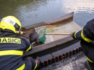 FOTO, VIDEO: Hasiči zachraňovali bobra z nádrže čističky odpadních vod