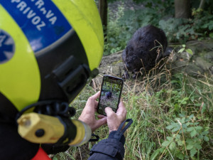 Hasiči zachraňovali bobra z nádrže čističky odpadních vod.