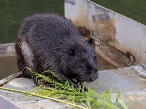 Hasiči zachraňovali bobra z nádrže čističky odpadních vod.