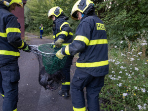 Hasiči zachraňovali bobra z nádrže čističky odpadních vod.