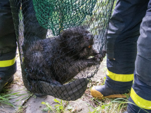 Hasiči zachraňovali bobra z nádrže čističky odpadních vod.