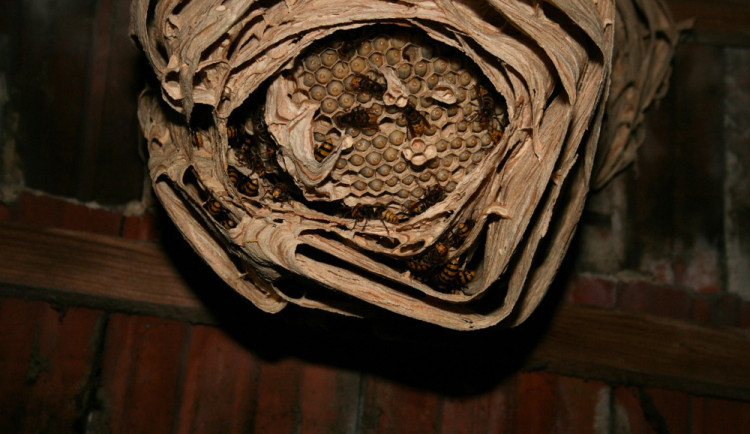 Některá vosí nebo sršní hnízda nechávají hasiče v ledovém klidu.