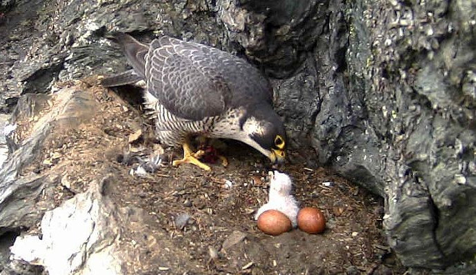 Sokoli stěhovaví vyvedli letos v Jeseníkách 32 mláďat. Čtyři samice přišly o život.