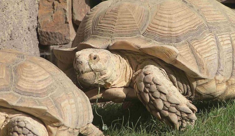 VIDEO: V ostravské zoo vážili vzácné želvy, nejtěžší měla 70 kilo. Chovatelé ji museli přivést na vlečce malotraktoru