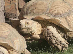 VIDEO: V ostravské zoo vážili vzácné želvy, nejtěžší měla 70 kilo. Chovatelé ji museli přivést na vlečce malotraktoru