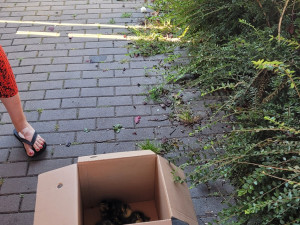 Kachní rodinka uvízla v kanále při procházce Českým Těšínem, z pasti je vyprostili hasiči