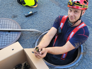 Kachní rodinka uvízla v kanále při procházce Českým Těšínem, z pasti je vyprostili hasiči
