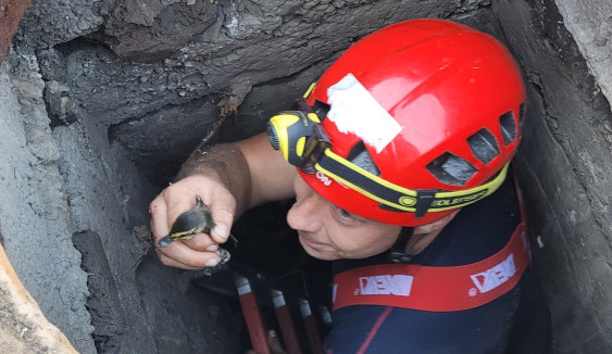 Kachní rodinka uvízla v kanále při procházce Českým Těšínem, z pasti je vyprostili hasiči