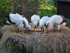 Záchranná stanice v Bartošovicích na Novojičínsku praská ve švech. Na zvýšení kapacity potřebují dva miliony