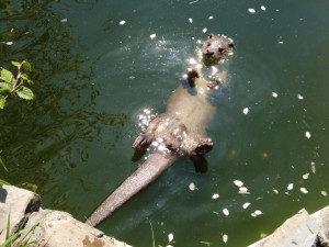 Záchranná stanice v Bartošovicích na Novojičínsku praská ve švech. Na zvýšení kapacity potřebují dva miliony