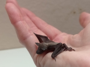 Záchranná stanice v Bartošovicích na Novojičínsku praská ve švech. Na zvýšení kapacity potřebují dva miliony