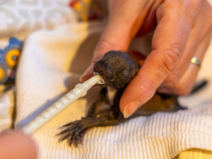 Záchranná stanice v Bartošovicích na Novojičínsku praská ve švech. Na zvýšení kapacity potřebují dva miliony