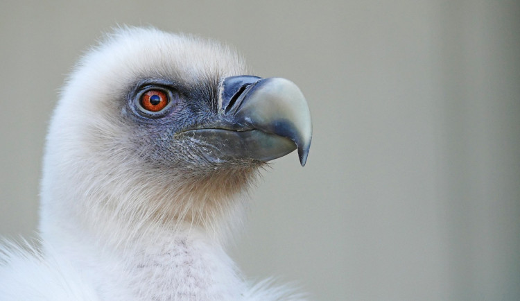 Mládě supa bělohlavého z ostravské zoo si zlomilo křídlo. Teď žije s handicapovanými supy ve Francii