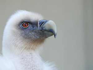 Mládě supa bělohlavého z ostravské zoo si zlomilo křídlo. Teď žije s handicapovanými supy ve Francii