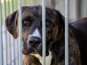 Útulek pro psy v Ostravě přichází s rychlejší možností finanční podpory pro osamocené mazlíčky