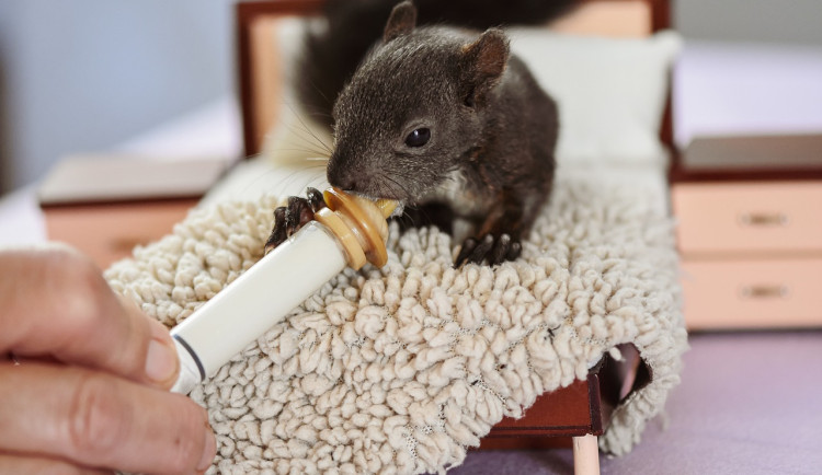 Kraj podpoří záchranné stanice, které se starají o raněná zvířata. Podpora nepřesáhne dva miliony korun ročně