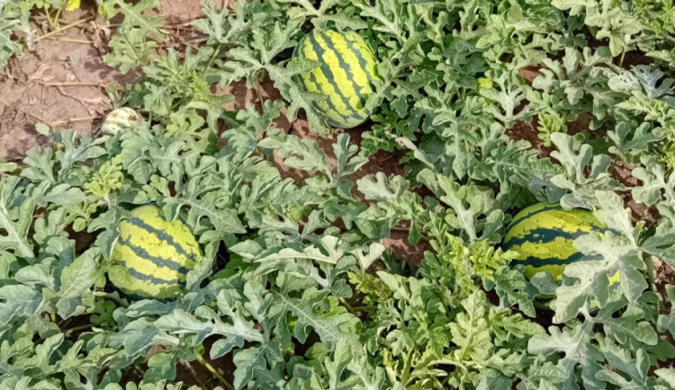 Melouny se letos povedly, bylo dostatek sluníčka, láká pěstitel na samosběr do Vojnic