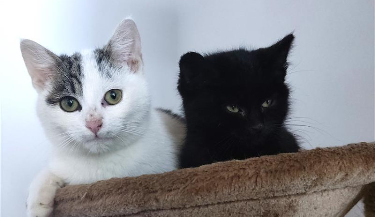 Nezodpovědnost lidí vede k utrpení koček, apelují třinečtí radní. Snaží se přesvědčit místní, aby kastrovali své kočky