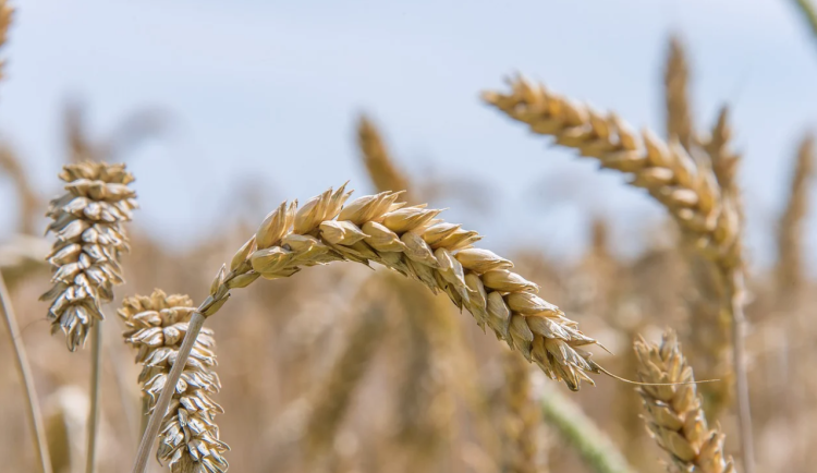 Moravskoslezští farmáři sklízejí poslední zbytky obilí a řepky. Výnos je při srovnání se zbytkem republiky nižší