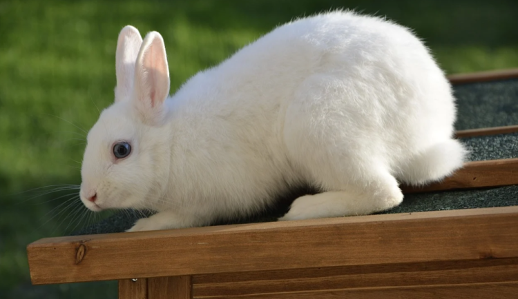 Ženu z Frýdeckomístecka se kvůli zničené králíkárně pokusil upálit její známý