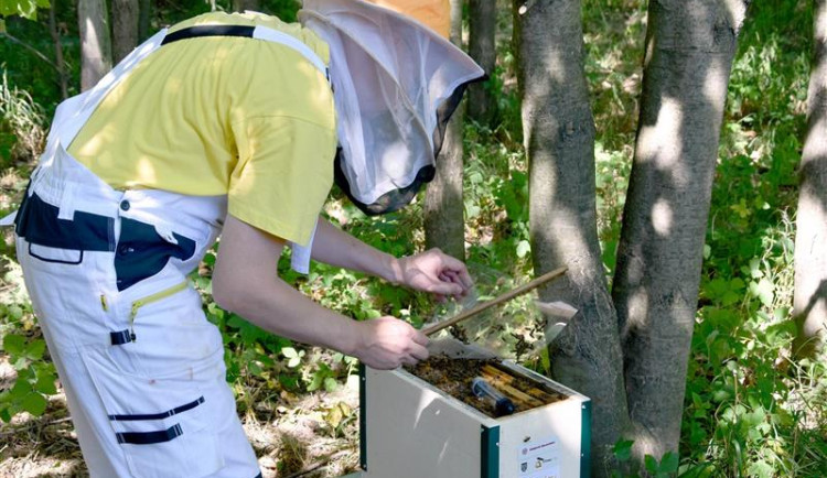 Na Neborance bzučí nový život. Třinečtí včelaři pěstují včely na bývalé skládce.