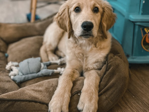 Jak sehnat pronájem bytu se psem: 5 užitečných tipů