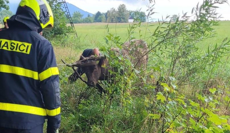 Železniční trať u Horních Tošanovic zablokoval dobytek