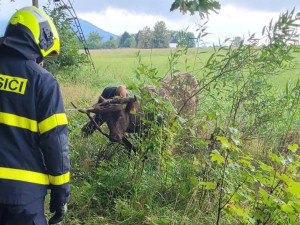 Železniční trať u Horních Tošanovic zablokoval dobytek